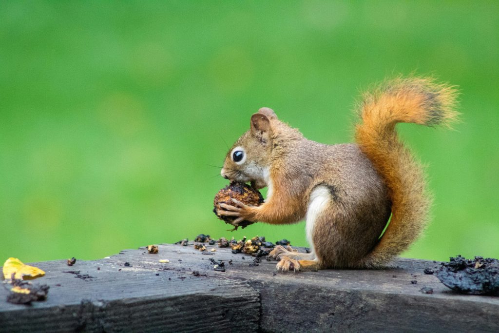 Squirrel forecast
Squirrel with acorn.
Photo by Caleb Martin on unsplash.com