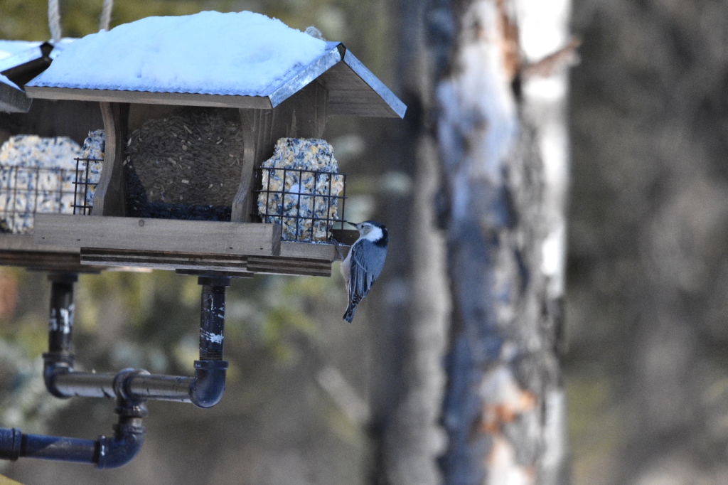 Taken while birding. Nuthatch.