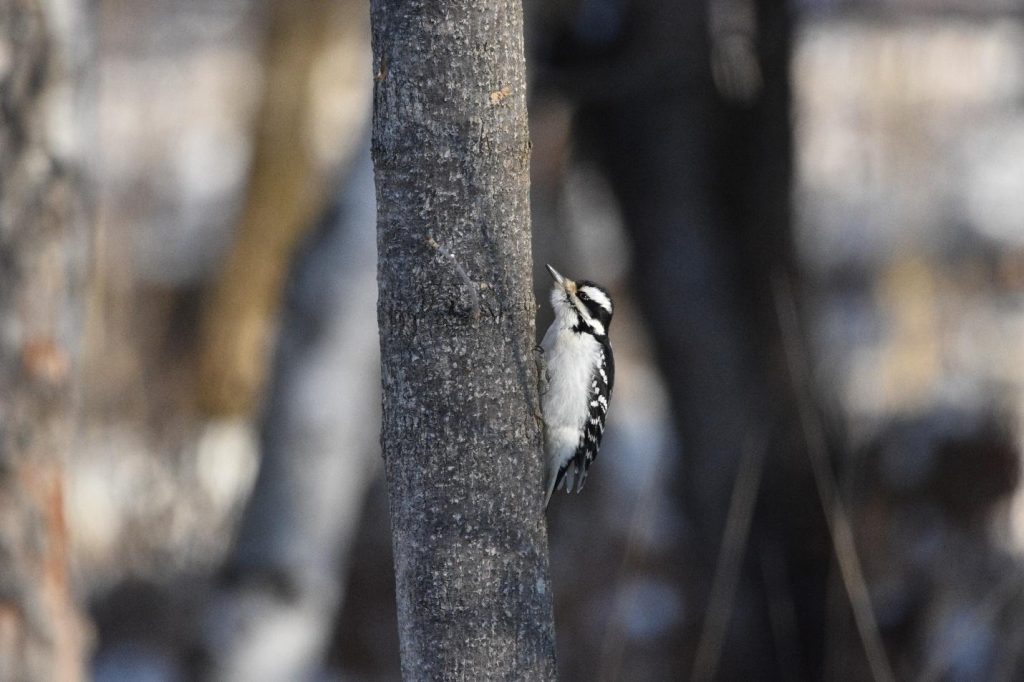Taken while birding. Downy Woodpecker.