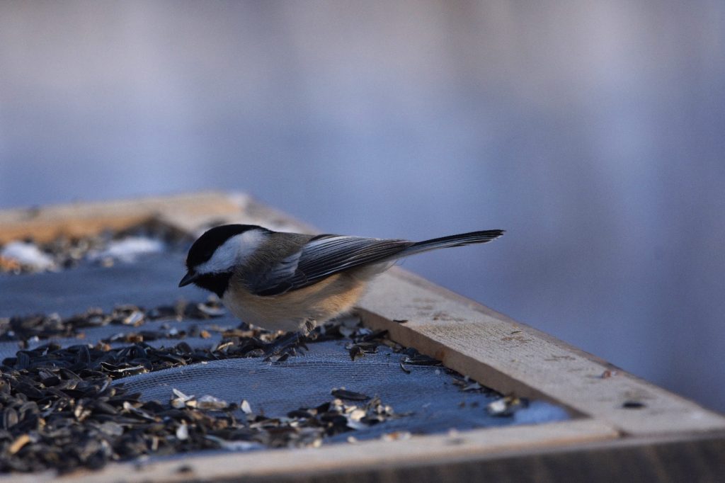 Taken while birding. Chickadee.