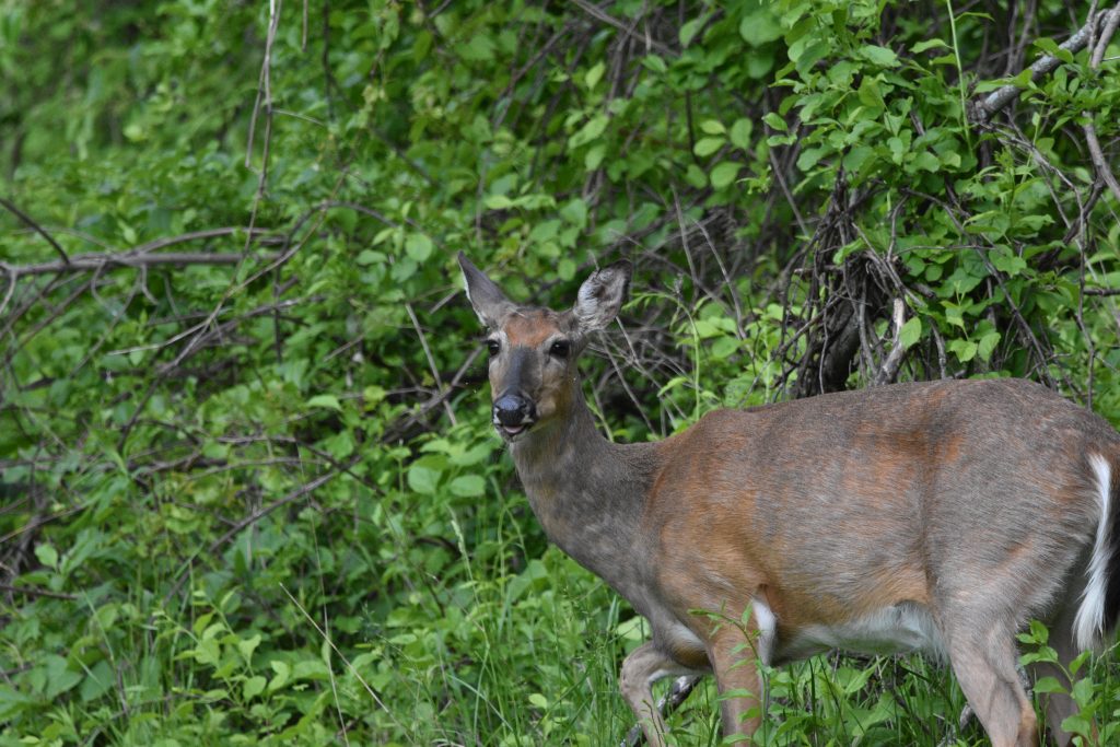 Female White-tailed Deer
