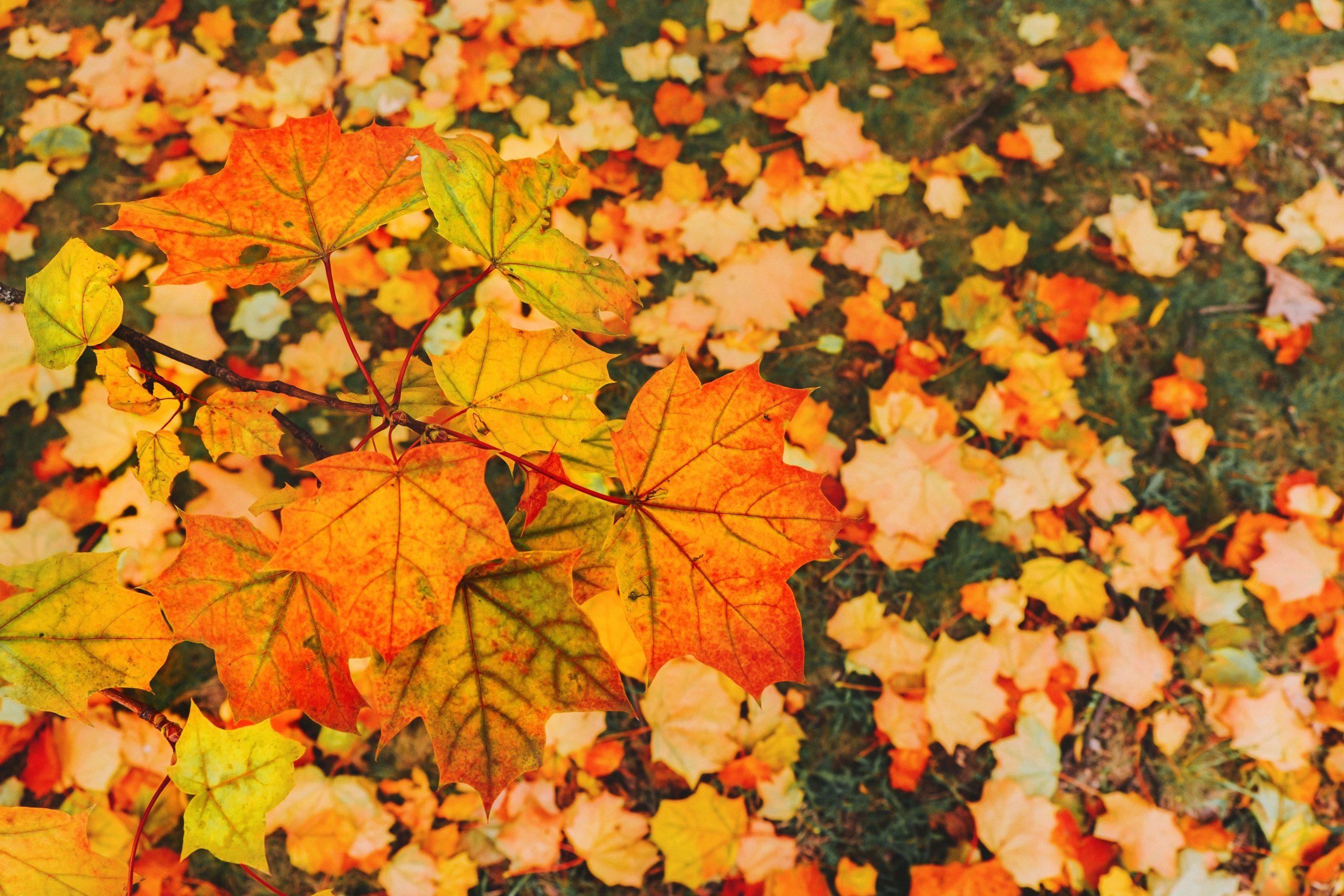 Warm Fall